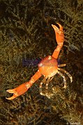 Crustaces - Crustaceans